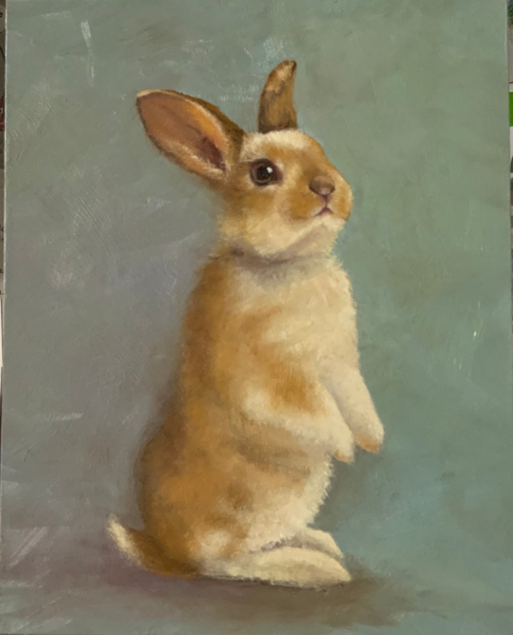 Dolly Bunny